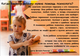 Услуги психолога, логопеда и курс каллиграфии